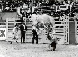 Bodacious - Pro Rodeo Hall of Fame